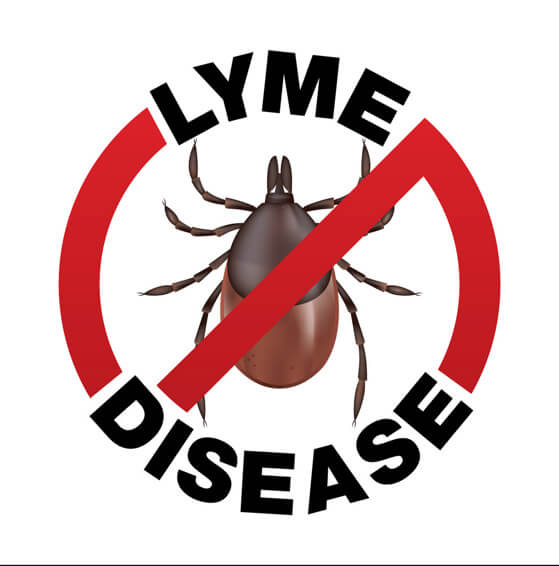 Lymes Disease